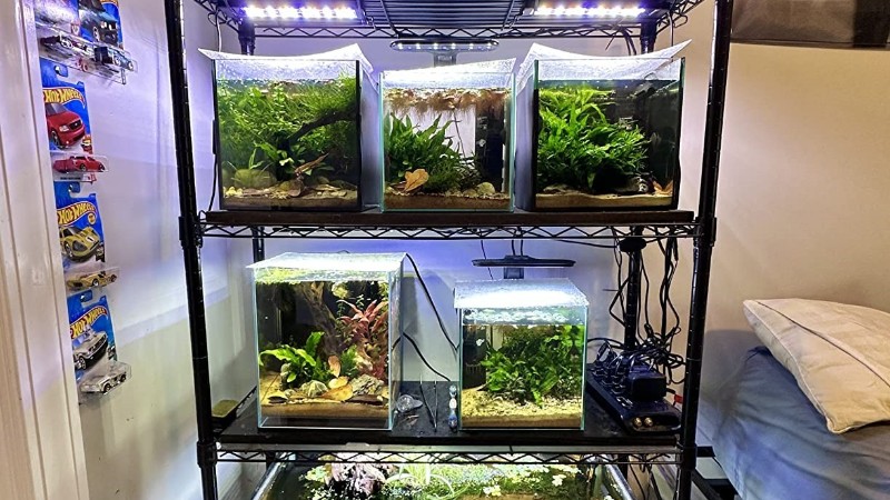 一木一草一世界，你的微觀小森林